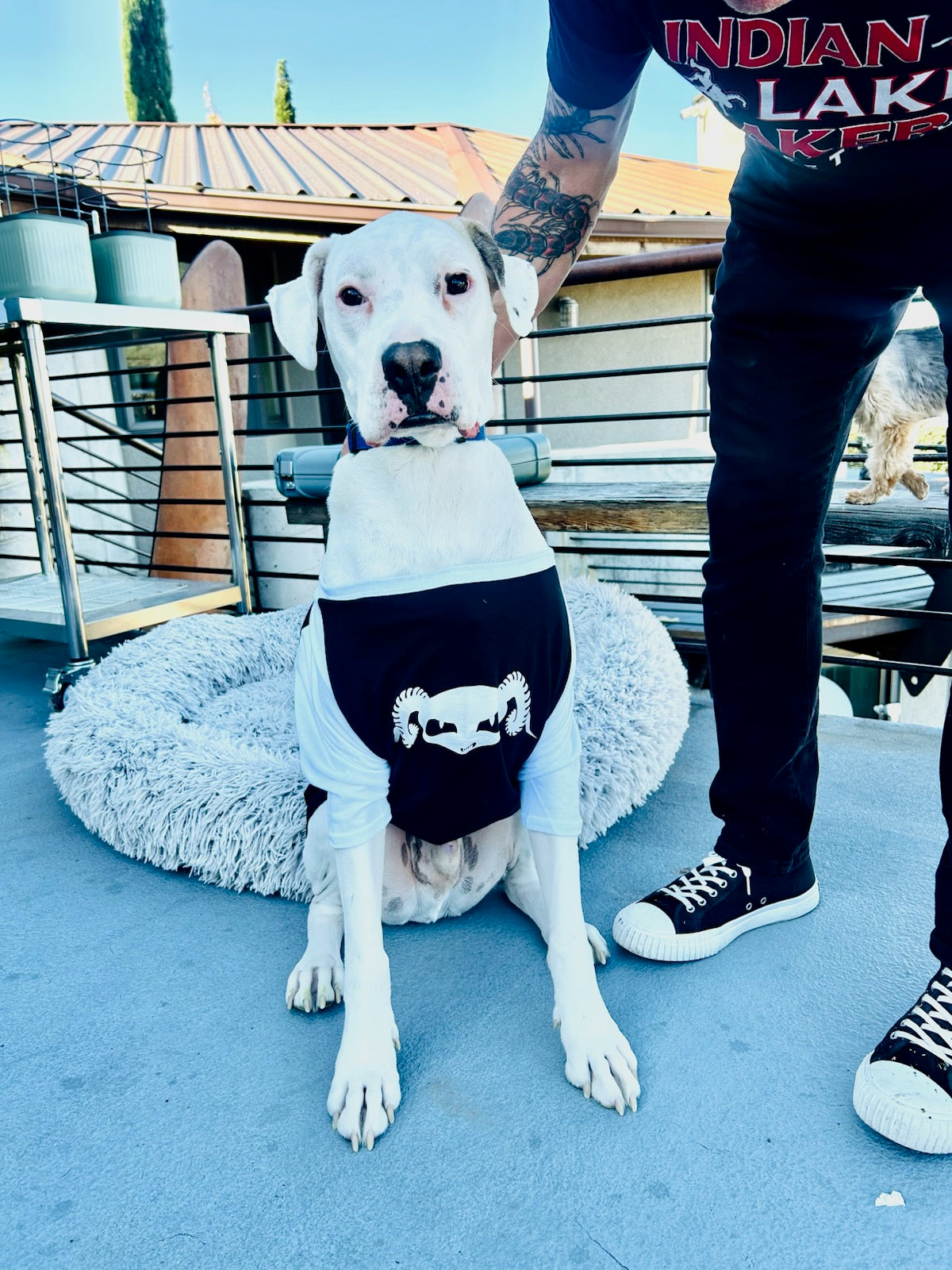 Pet Baseball Tee